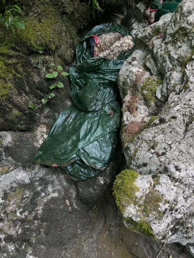 La Lemme, rivière sacrifiée par des salauds sans scrupules. Un an à peine après la découverte de 20 cadavres de renards balancés dans la rivières par le louvetier exécuteur  parjure Gilles Fraichard (réintégré dans le service des louvetiers en décembre dernier pour « bons et loyaux services » malgré sa condamnation ?), nouvelle pollution dans la Lemme presque au même endroit. Des  dépouilles de moutons sont jetées à dessein dans la rivière, pour renforcer sa valeur environnementale et son attrait touristique, sans doute.
Suite à un signalement immédiat à l’OFB, notre association va bien entendu déposer plainte.