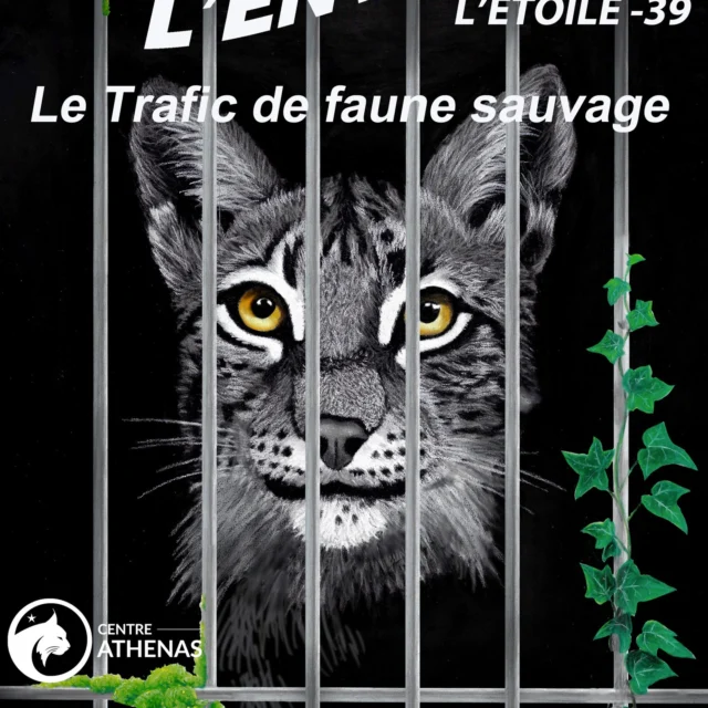 Dans 30 jours, L'Envolée 2025, avec une thématique TRAFIC DE FAUNE SAUVAGE. 
Représentant 21 milliards d’euros par an, le commerce illégal d’espèces sauvages est considéré comme l’une des activités transnationales les plus lucratives au monde, après le trafic de drogues et d’armes. Il est aussi l’un des facteurs majeurs d’érosion de la biodiversité.
Pour en parler, une des animations de la journée (10h3s à 12h) sera une table ronde avec des spécialistes engagés dans la lutte contre le trafic.
Venez nombreux. 
Restauration végé sur place, précommande en ligne dès demain.