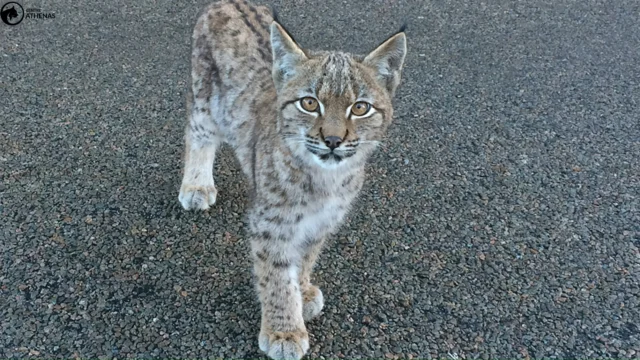 Septembre à janvier, période critique pour les jeunes lynx.
Signalez toute observation inhabituelle au numéro 
URGENCE LYNX 06 76 78 05 83