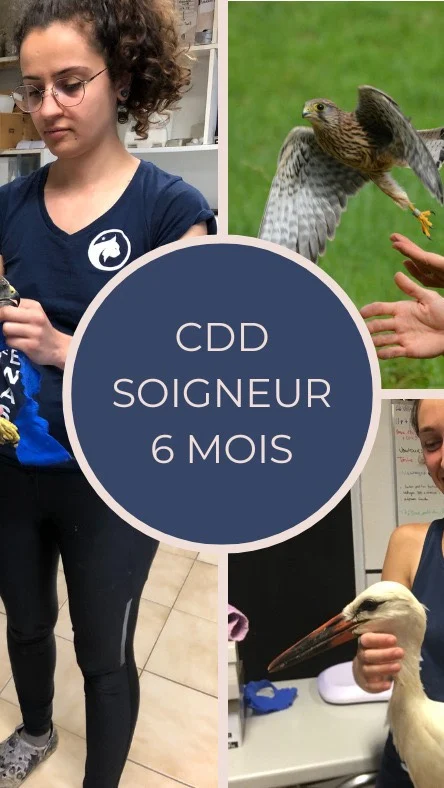 Le Centre recherche un soigneur en CDD saisonnier pour le printemps 2026 
.
Si tu as de l’expérience en centre de soins
.
Si tu souhaites mettre ton temps au service d’une association
. 
Si tu souhaites participer à la conservation de la faune 
.
Déposes ta candidature par mail