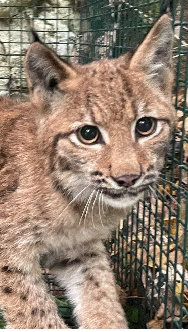 COLLISION DE BAUME LES DAMES :
Grâce à des signalements, deux jeunes ont pu être capturés et sont en soins. Nous tentons toujours de sauver le troisième orphelin, aperçu par plusieurs habitants. N’hésitez pas à nous transmettre toute nouvelle information. 
La jeune femelle a été nommée BADASSE (jeune femme à fort tempérament, référence à BAume les DAmeS), et le jeune mâle RAVI (capturé au lieudit Grange Ravet).
DERNIERE NOUVELLE : le 3ème jeune a malheureusement été retrouvé mort de faim le 24/10
 #lynxboreal#conservation 
@baumelesdames