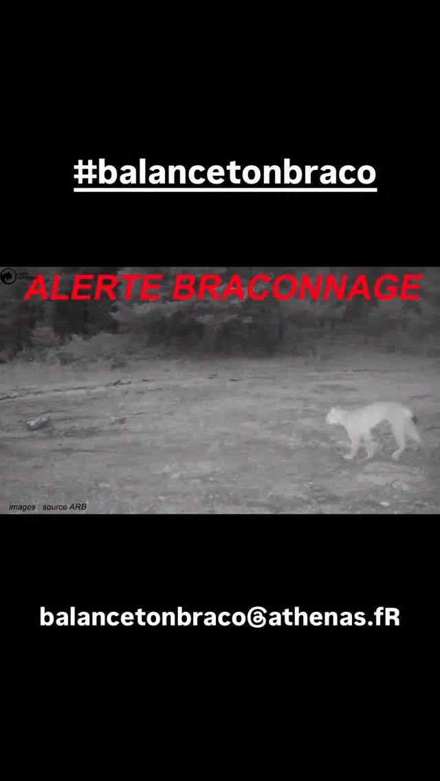 Toute personne voyant un lynx adulte boitant dans le secteur Mouthe/Gellin/Rochejean (25) est invitée à nous contacter de toute urgence au 06 76 78 05 83